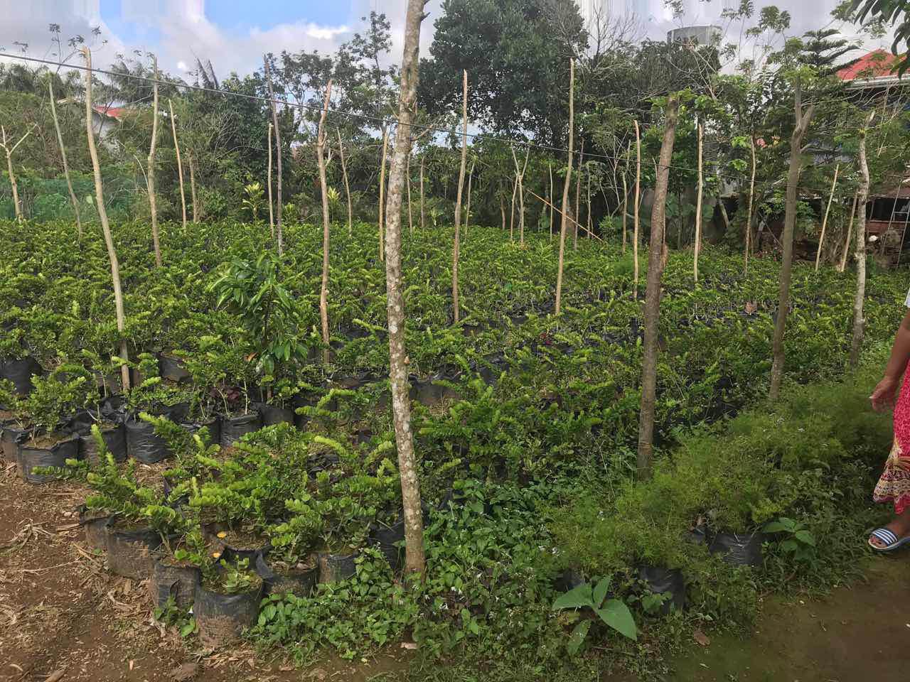 Agricultural Lot For Sale, Silang, Cavite 1