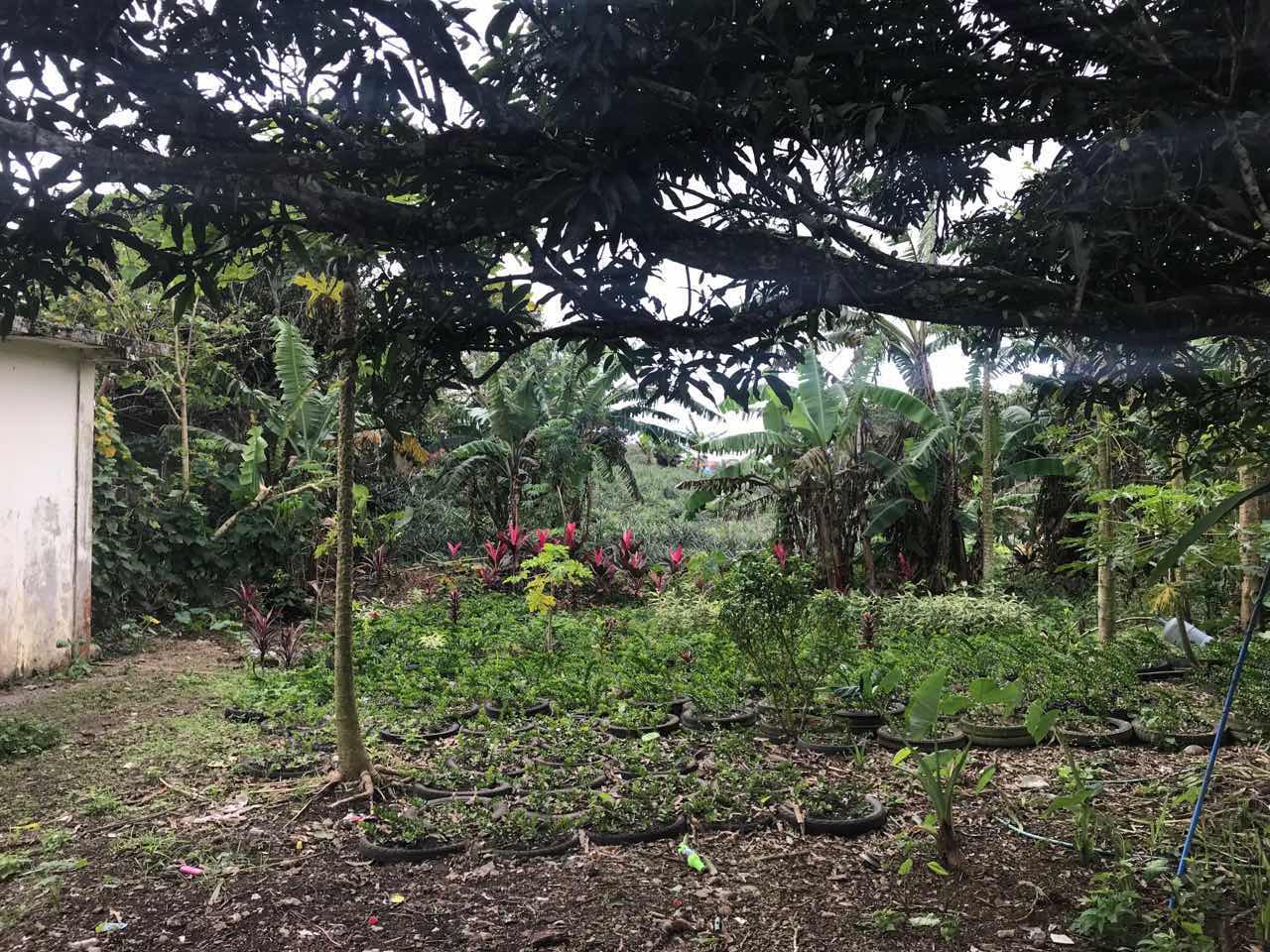 Agricultural Lot with Residential Building For Sale, Silang, Cavite 10