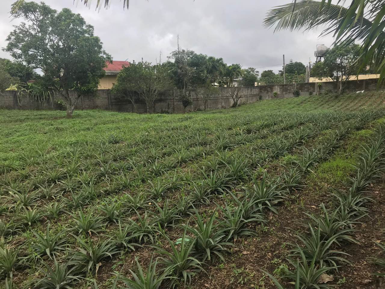 Agricultural Lot For Sale, Silang, Cavite 7