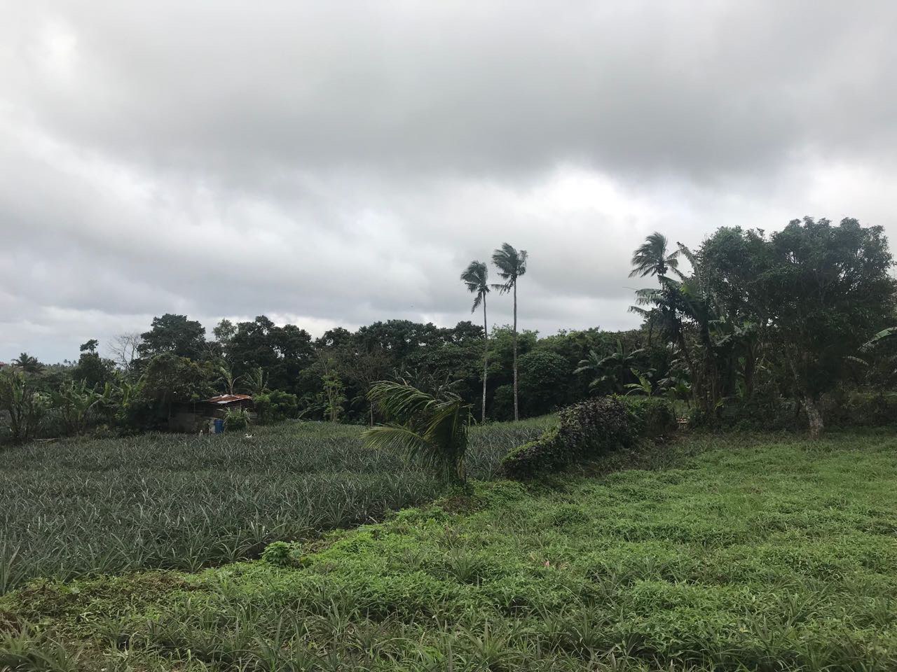 Agricultural Lot For Sale, Silang, Cavite 2