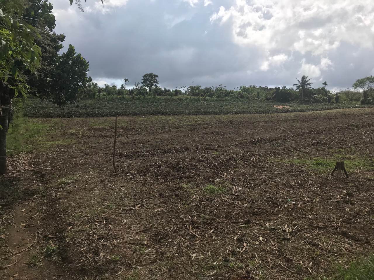 Agricultural Lot For Sale, Silang, Cavite 3