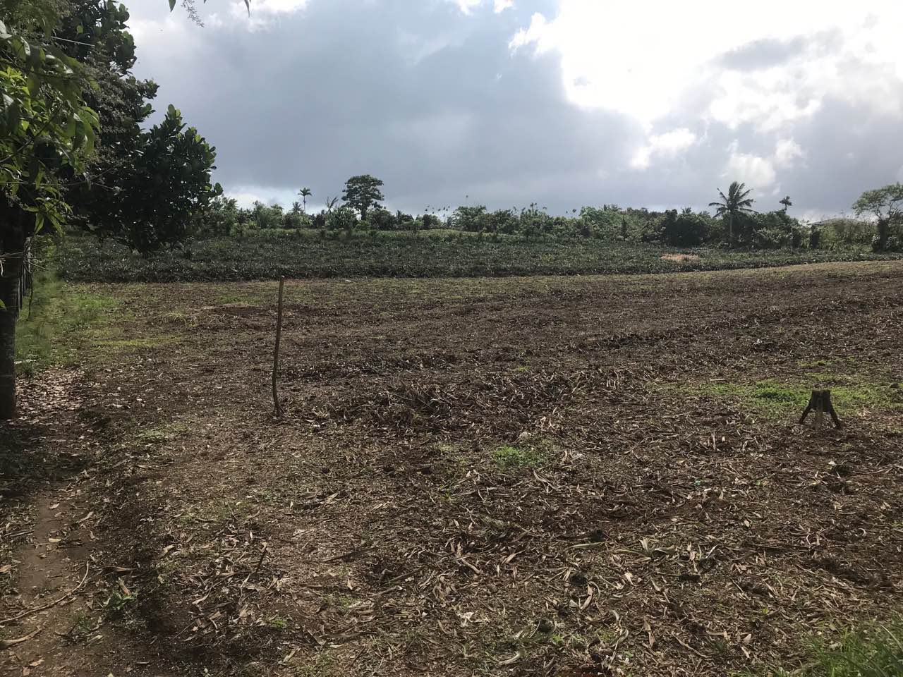 Agricultural Lot For Sale, Silang, Cavite 6
