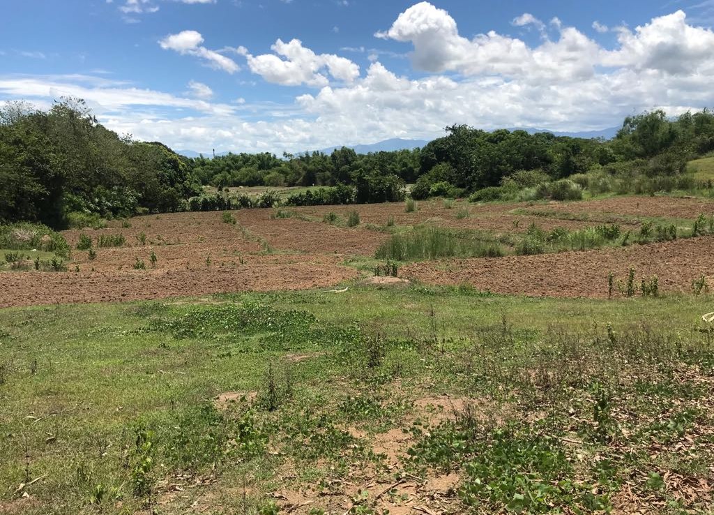 Farm Lot For Sale at Umingan, Pangasinan The Real Estate Group